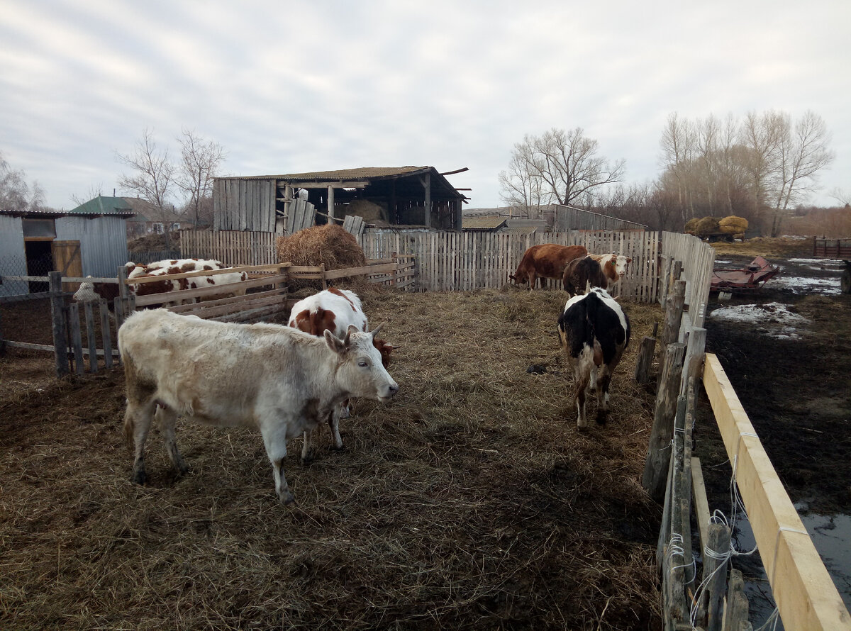 Наше дойное стадо. 