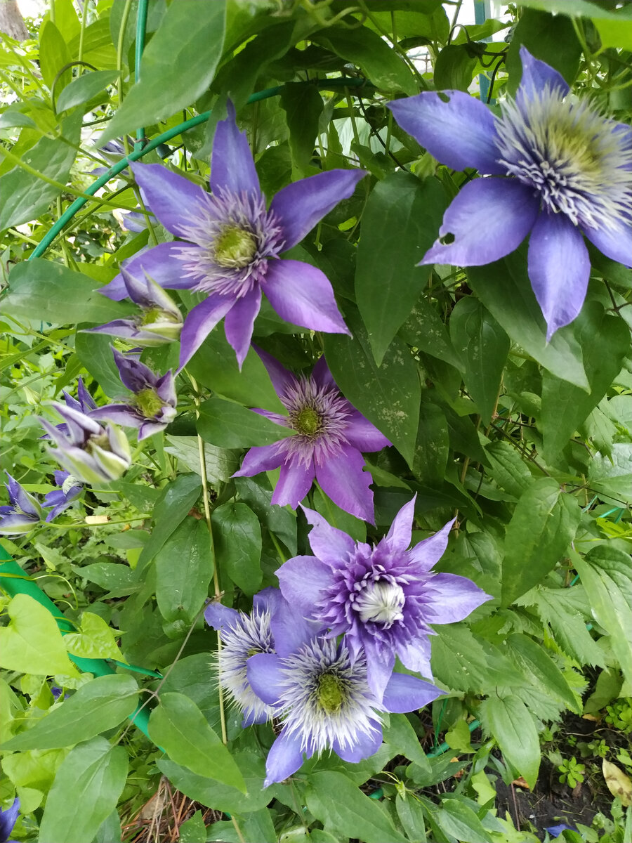 Клематис "Мульти Блю"