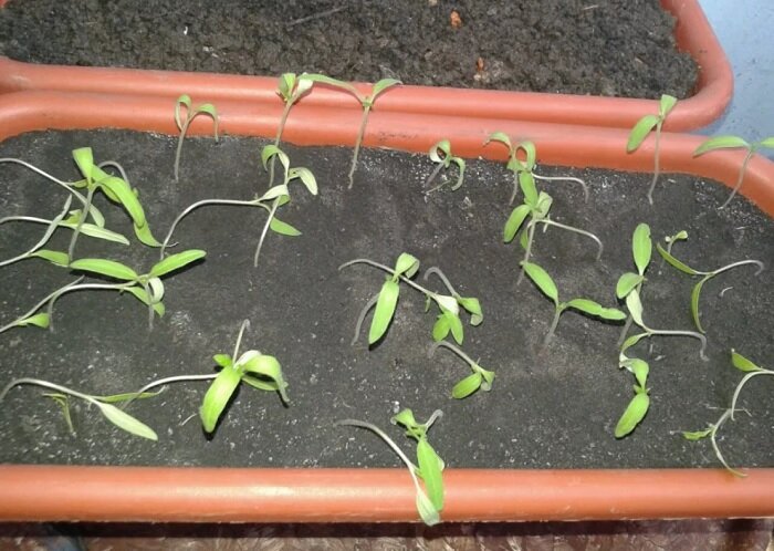 Гибнущие сеянцы