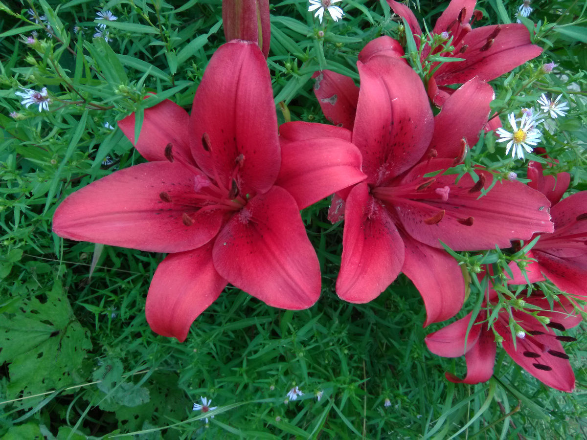 Дарите цветы , приближайте весну