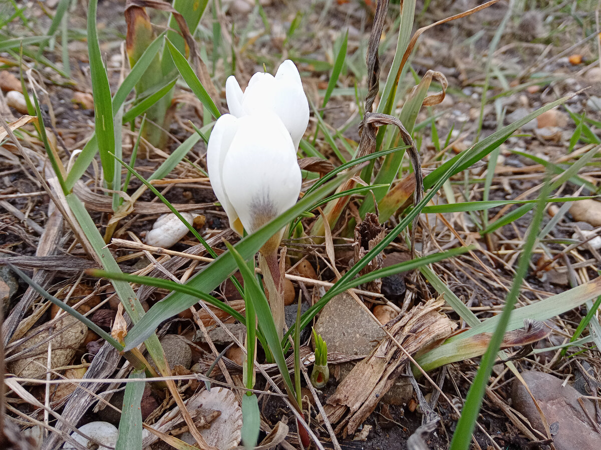 Фото автора. У нас крокусы зацвели.