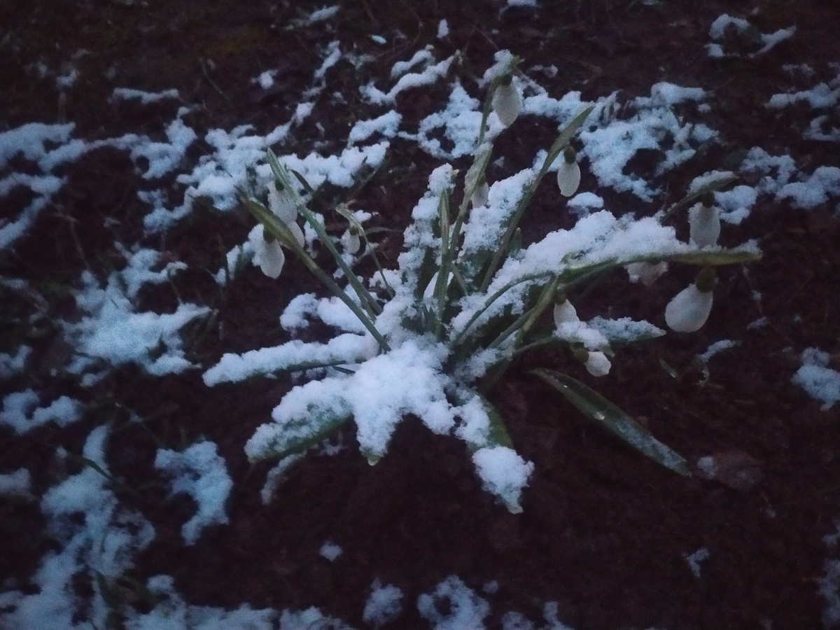 Уже стало не очень приятной традицией, что в марте-месяце Крым буквально заметает снегом. Казалось бы, каких-то пару лет назад женщин на 8 марта радовали распустившиеся возле подъездов крокусы.-2