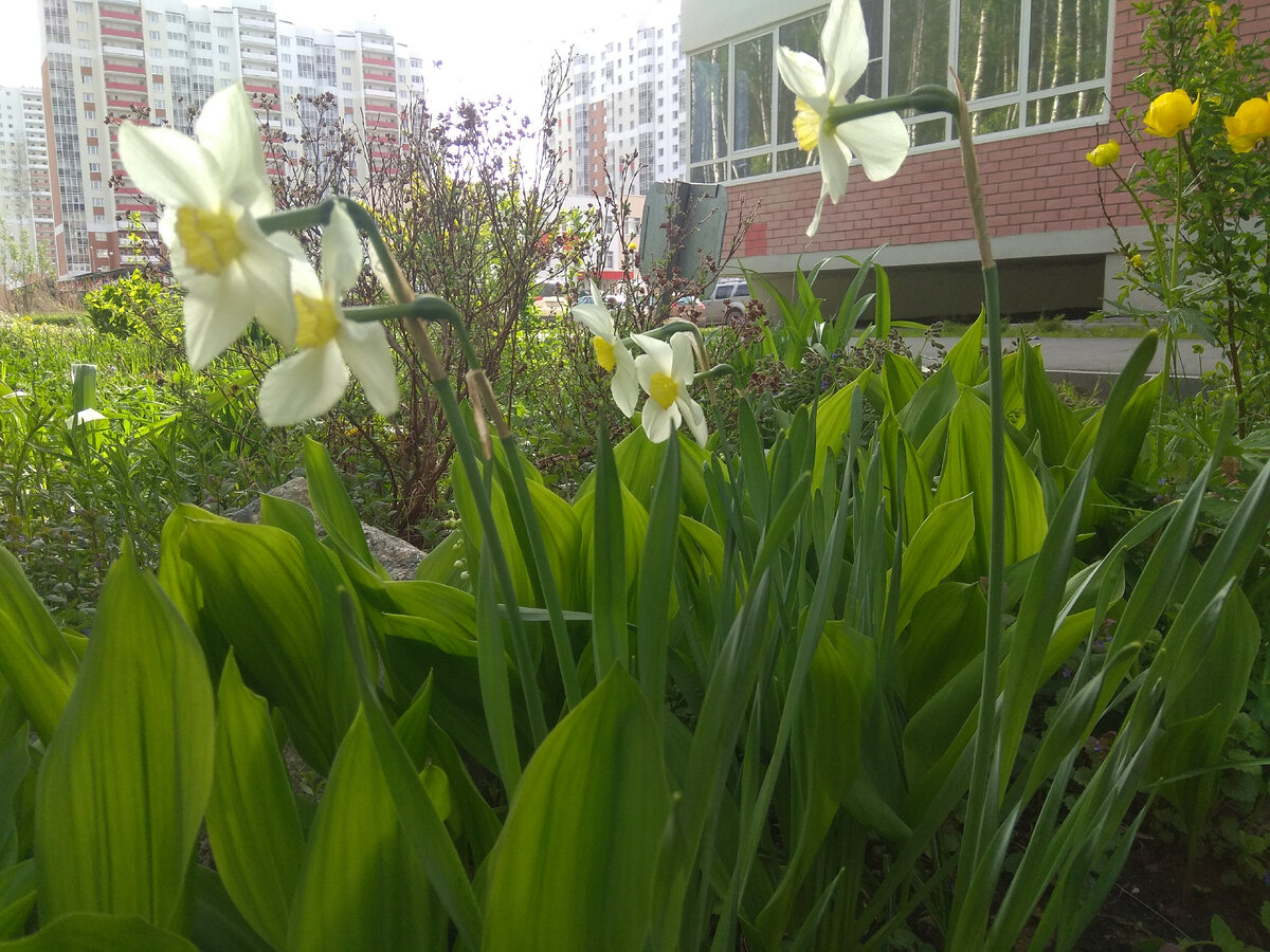 Цветы на Цветаевой цветут от снега до снега, без полива. Нарциссы и купавки