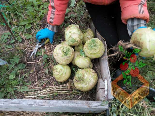 Урожай капусты Кольраби