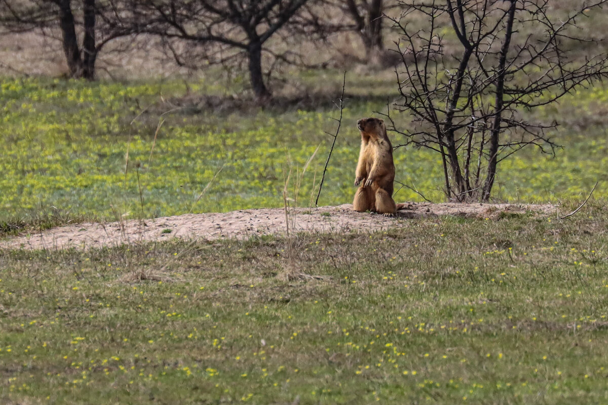 У этого сурка на ногах словно защита, как у вратаря)))