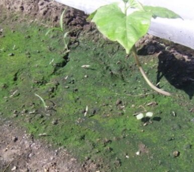 Позеленела земля в теплице. Земля в теплице. Теплица внутри. Сухая земля в теплице. Подготовка теплицы весной.