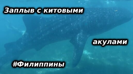 Плавание в океане с китовыми акулами на Филиппинах, о. Себу, Ослоб