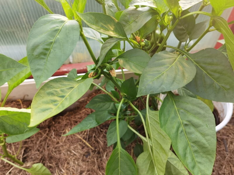 Перец. Иллюстрация для статьи используется по стандартной лицензии ©dachnyedela.ru