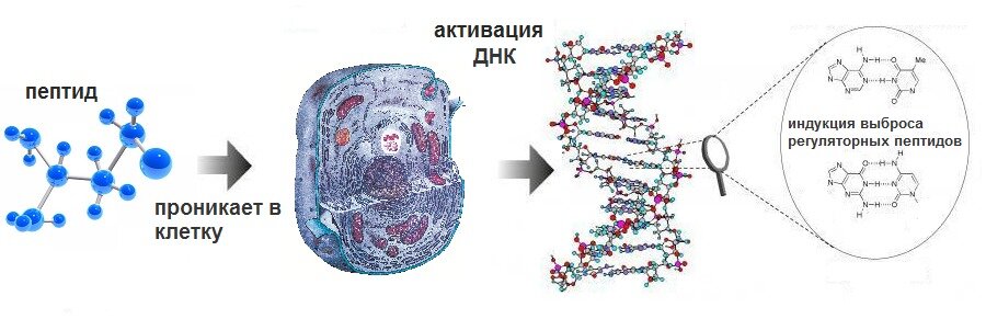 Фото: из интернета