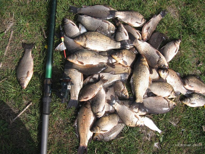 Фото с сайта: https://www.inforybaku.ru