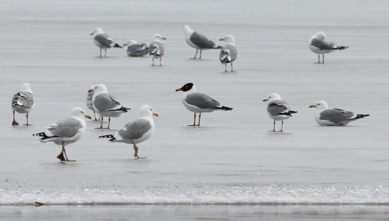 Черноголовый хохотун и монгольские чайки