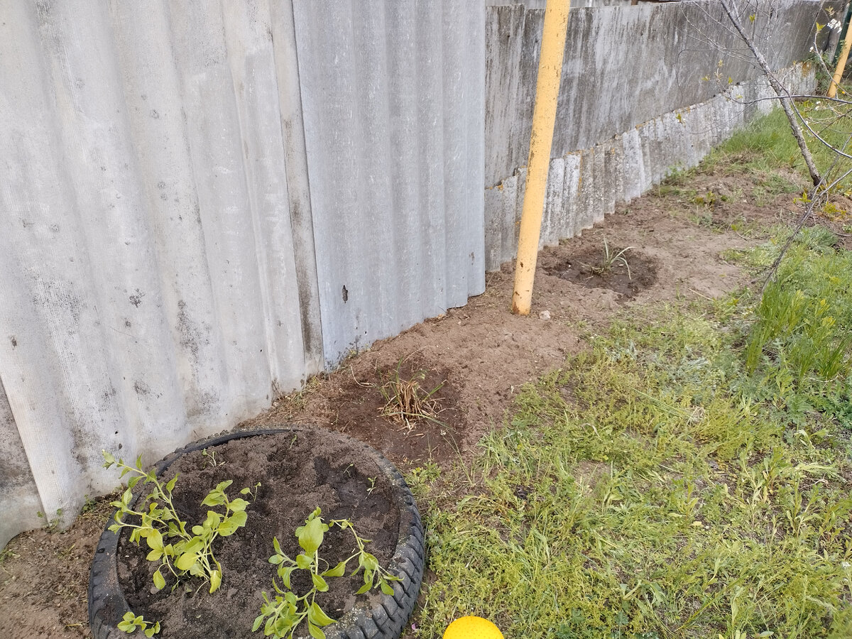 Политы - два кустика злаков, которые Оля привезла