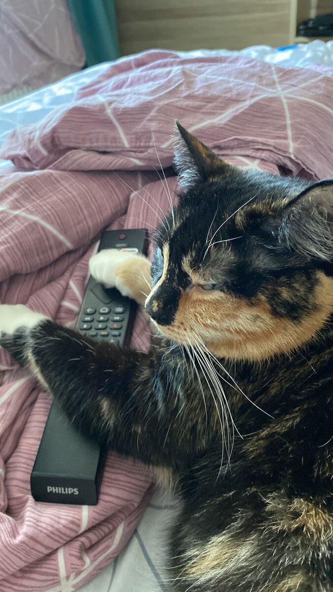 В предвкушении мультиков