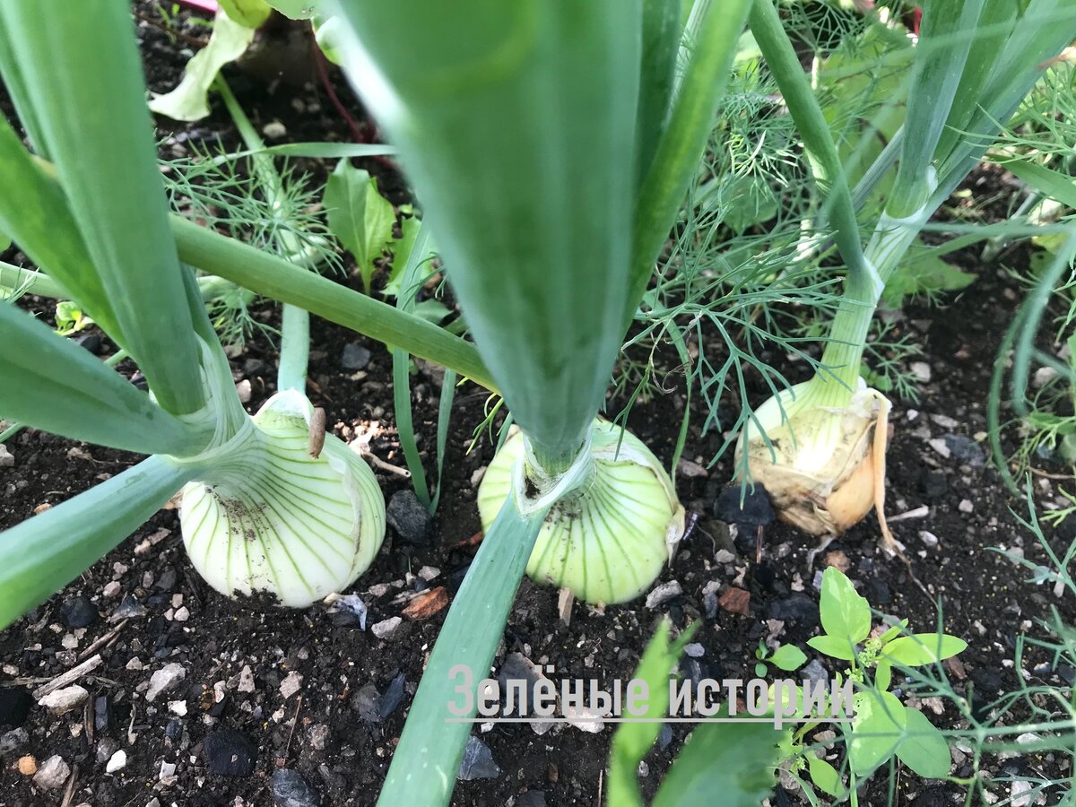 Лук на моем огороде