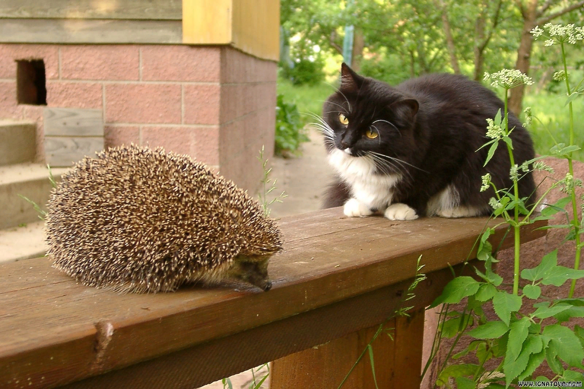 Кошка на даче. Ежик и кошка. Коты и Ежи. Котенок и ежонок.