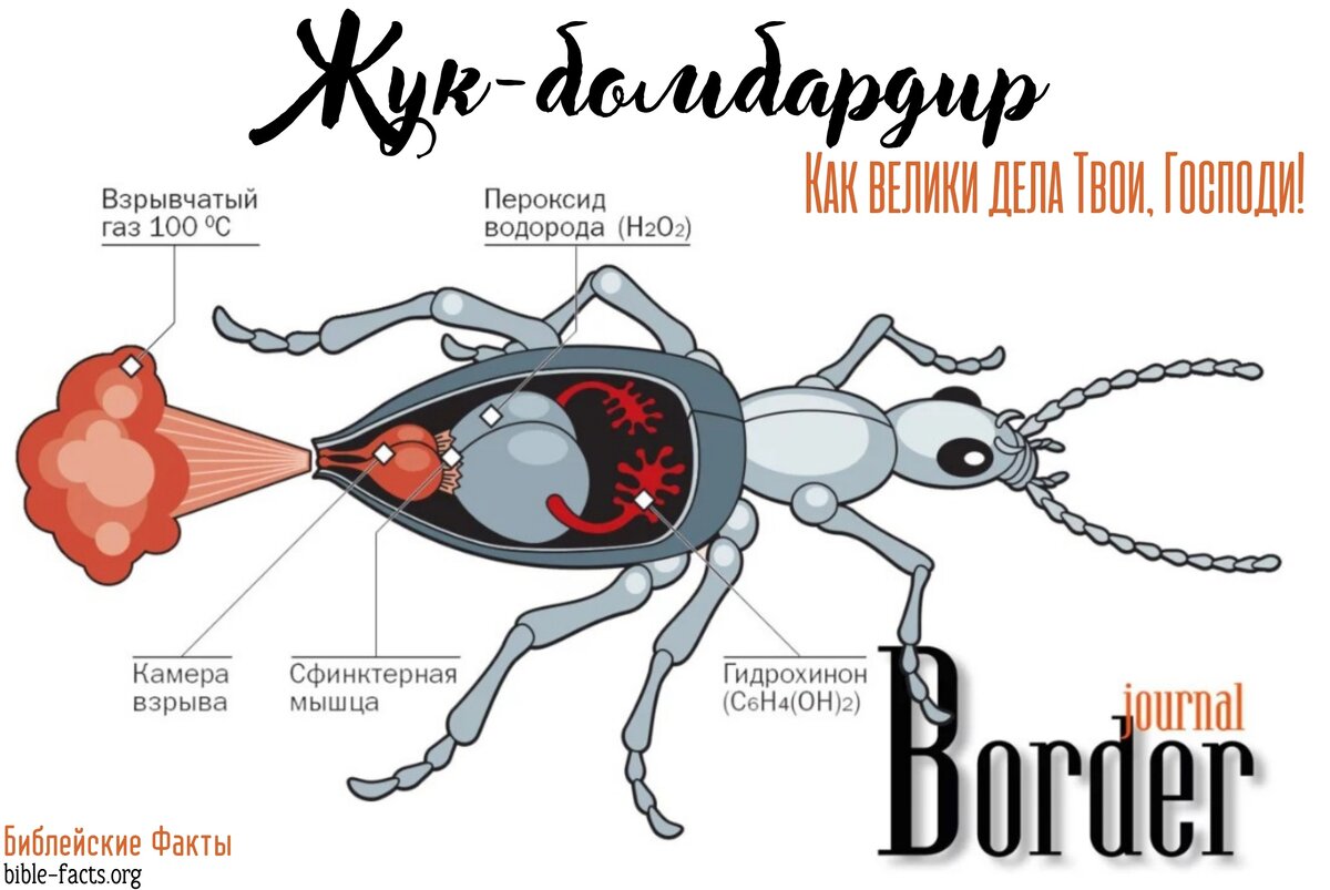 Жук-бомбардир | Интересные Библейские факты | Дзен