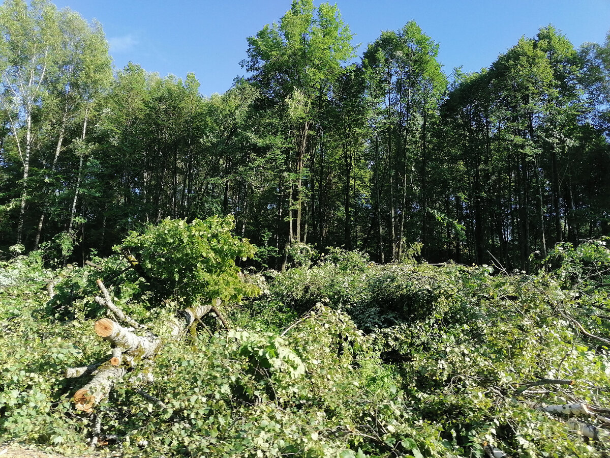 Лесоповал на месте будущих двух полос дороги.