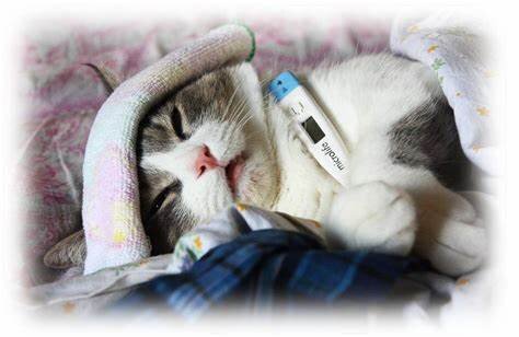 Фото из Интернета.