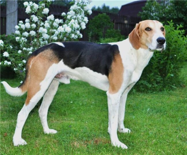 Происхождение и история