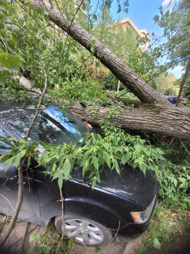 В Приокском на припаркованные машины упало дерево | Новости 7info.ru | Дзен