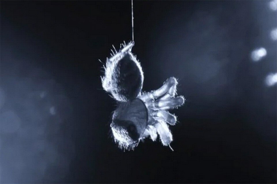     Паук-скакунчик во сне дергается.