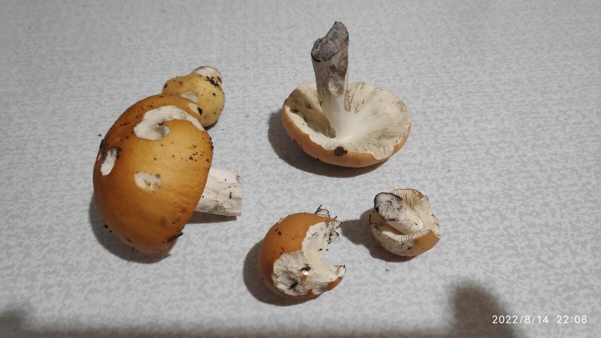 Испытуемая - сыроежка сереющая.