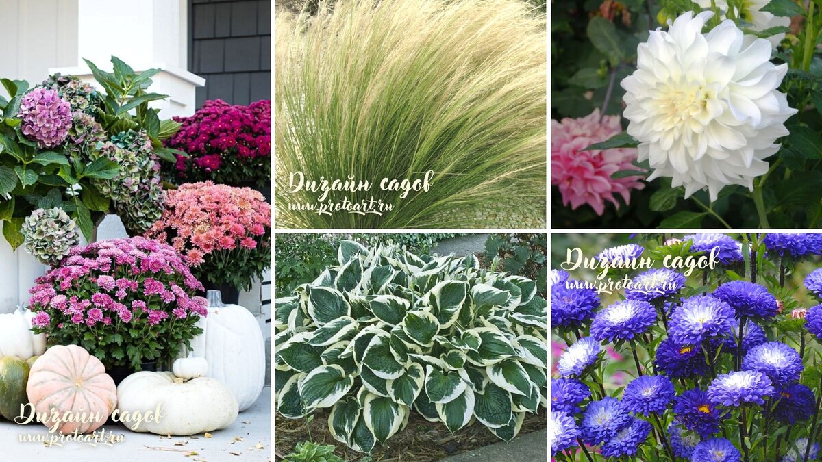 Наиболее удачно хризантемы и астры смотрятся с георгинами, лилейниками, декоративными травами, хвойниками и однолетними цветами.