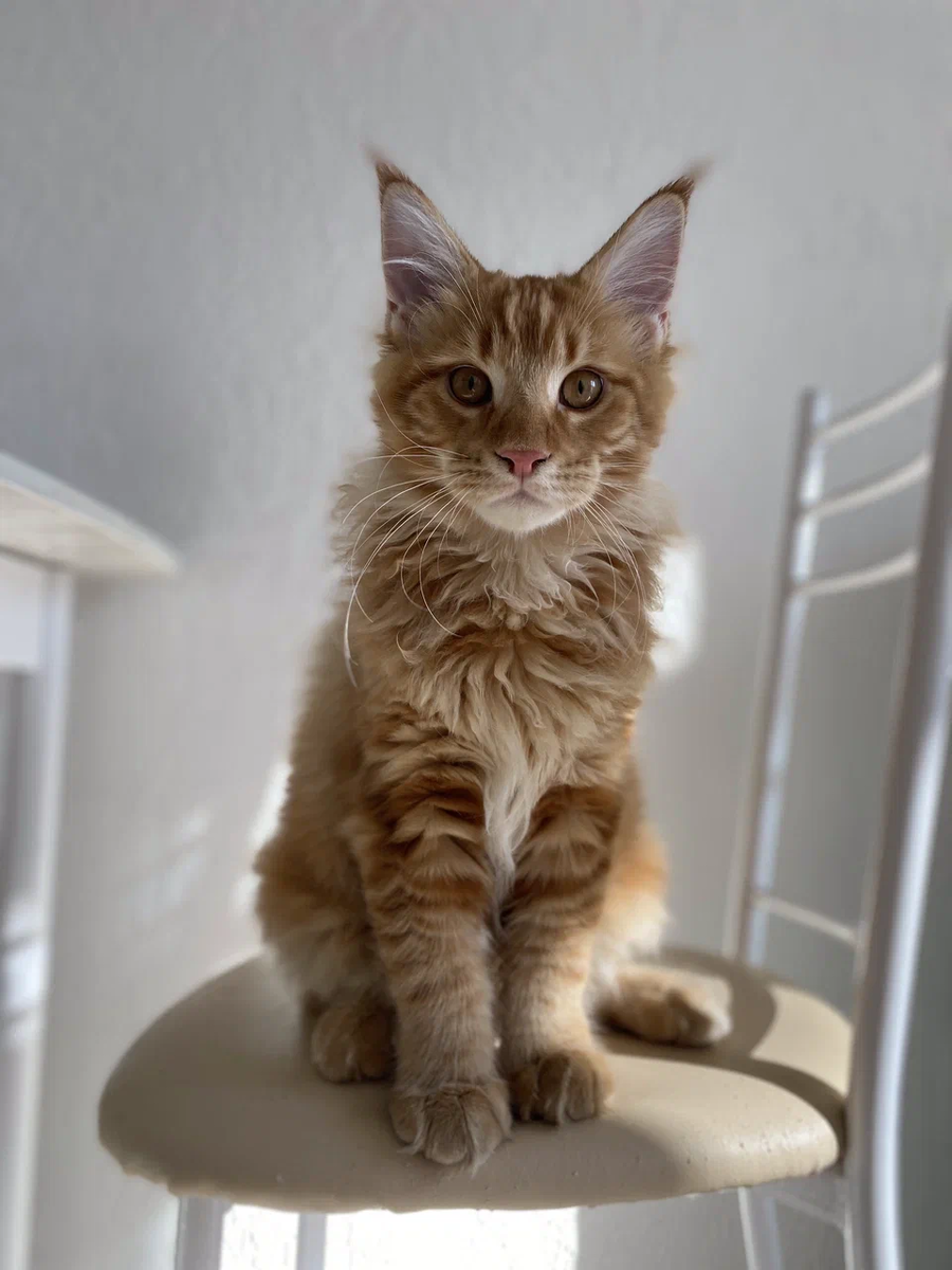 Руфиник в ожидании витаминок