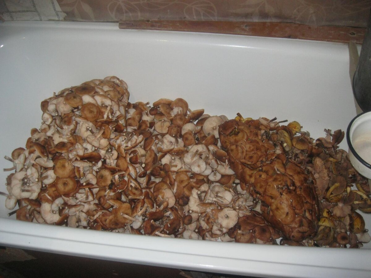 Да, тут придется хорошенько поработать.... Фото из семейного архива