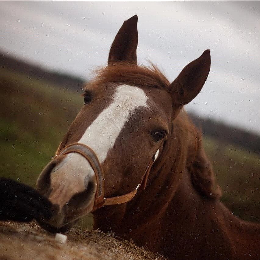 Спас лошадь. Лошадь пенсионерка. Спас лошадь. Спас лошадь. Спас лошадь.