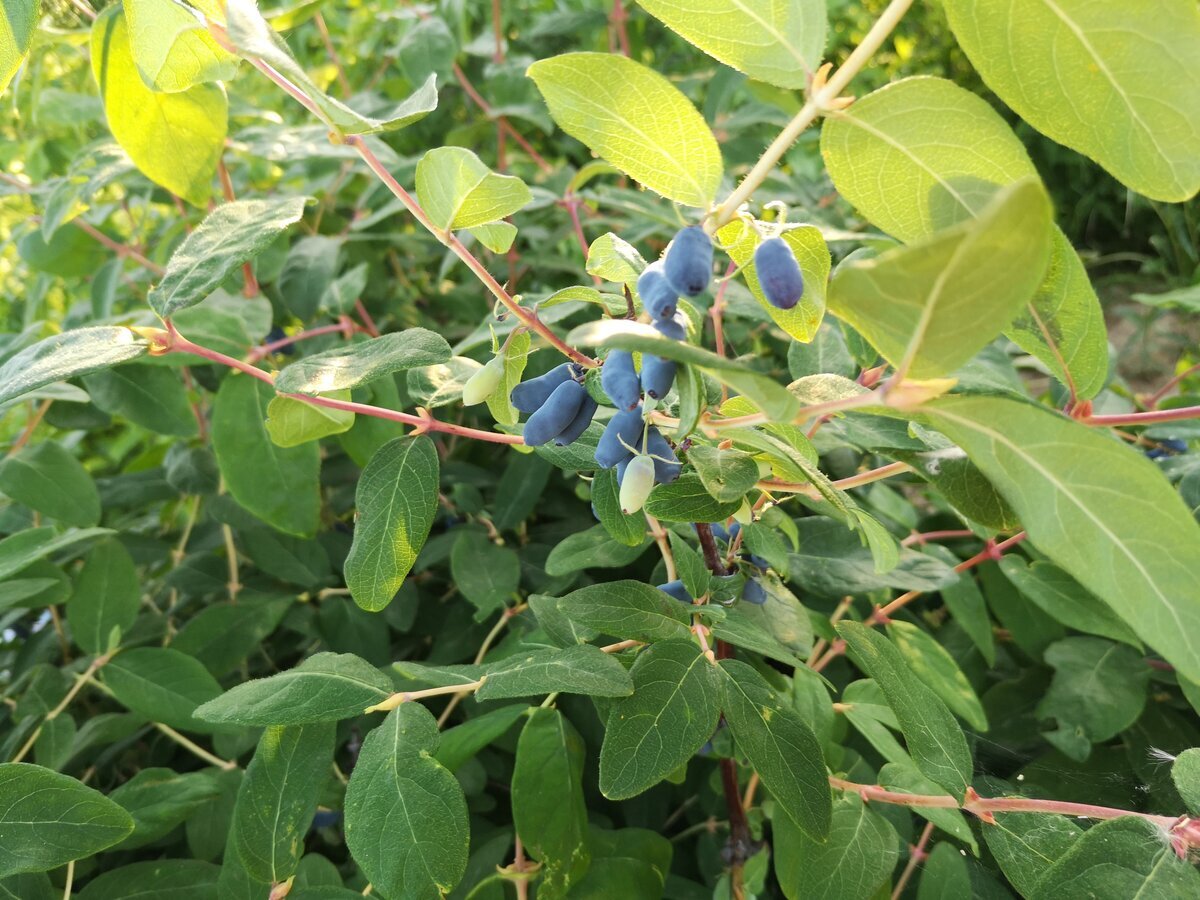 Жимолость съедобная (Lonicera edulis `нимфа`)