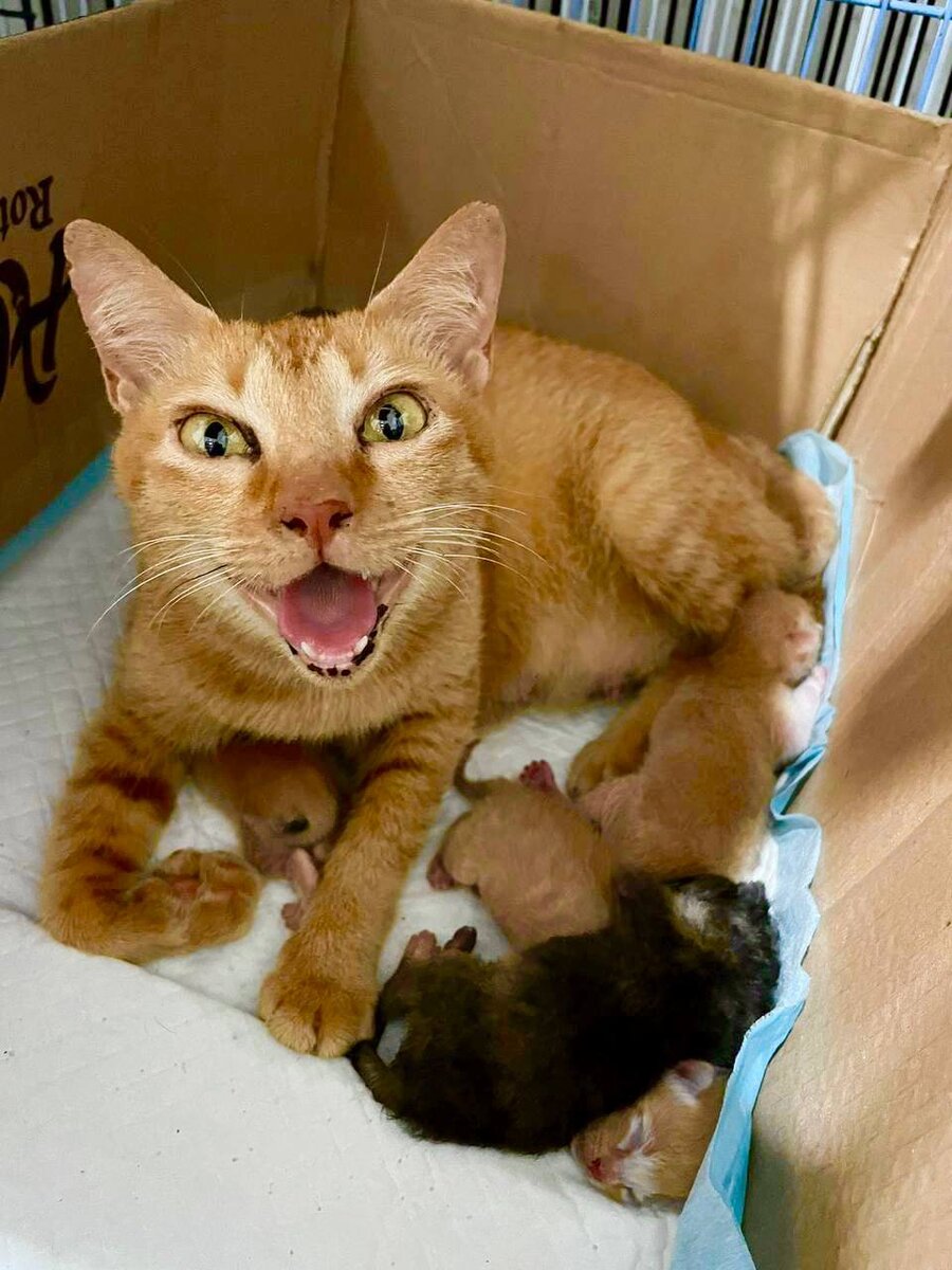 
Героиня истории