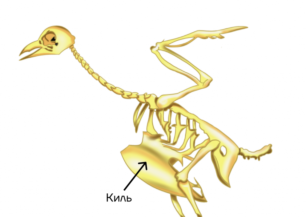 Для чего служит киль у птиц. Скелет птицы киль. Птичий скелет. Скелет птицы спереди. Скелет птицы келекен.