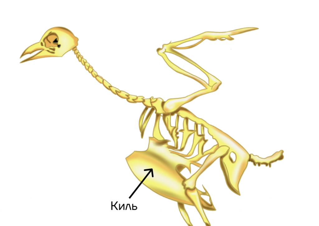 Скелет птицы киль. Киль у птиц. Мускулатура птиц. Костяк птиц.