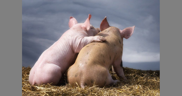 будущий бекон.