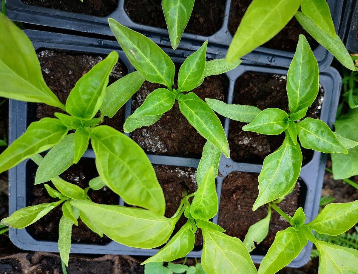 Рассада перца