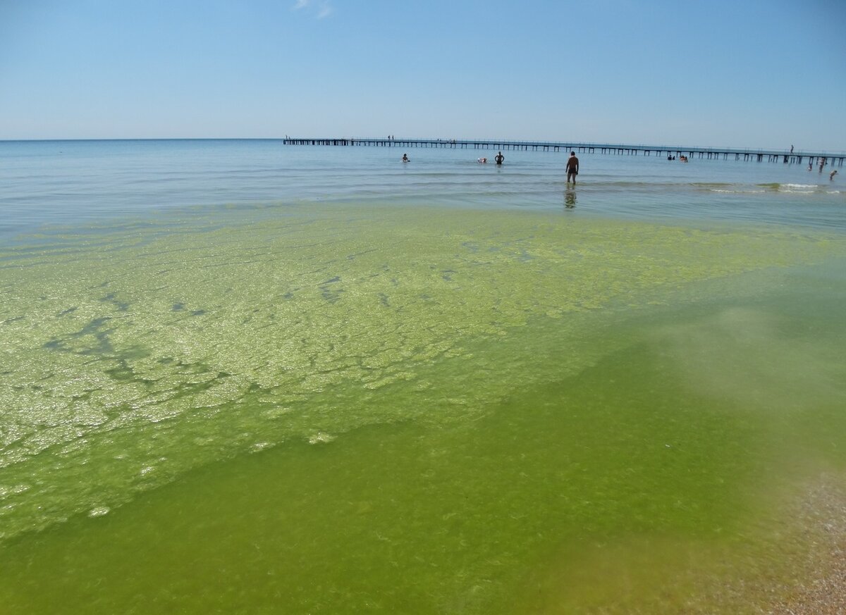 Черное море цветет Анапа