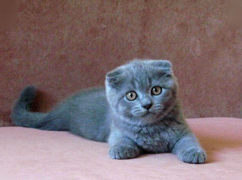 Вислоухий котенок