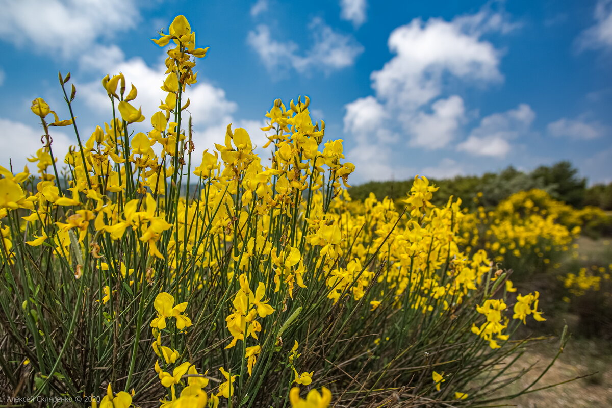 Дрок красильный (Genista tinctoria)