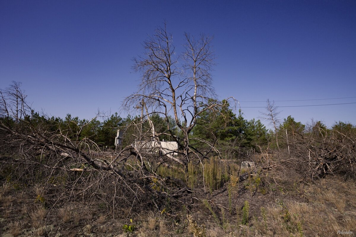 Рыжий лес в чернобыле фото после аварии