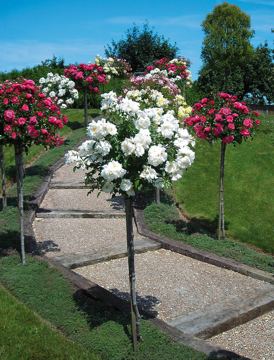 Полюбуйтесь, как это необычно красиво выглядит