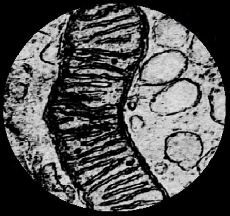 Микрофотография митохондрии, на которой хорошо видны впячивания внутренней мембраны - кристы. Источник фото: Свенсон К., Уэбстер П. Клетка. – М.: Мир, 1980.  