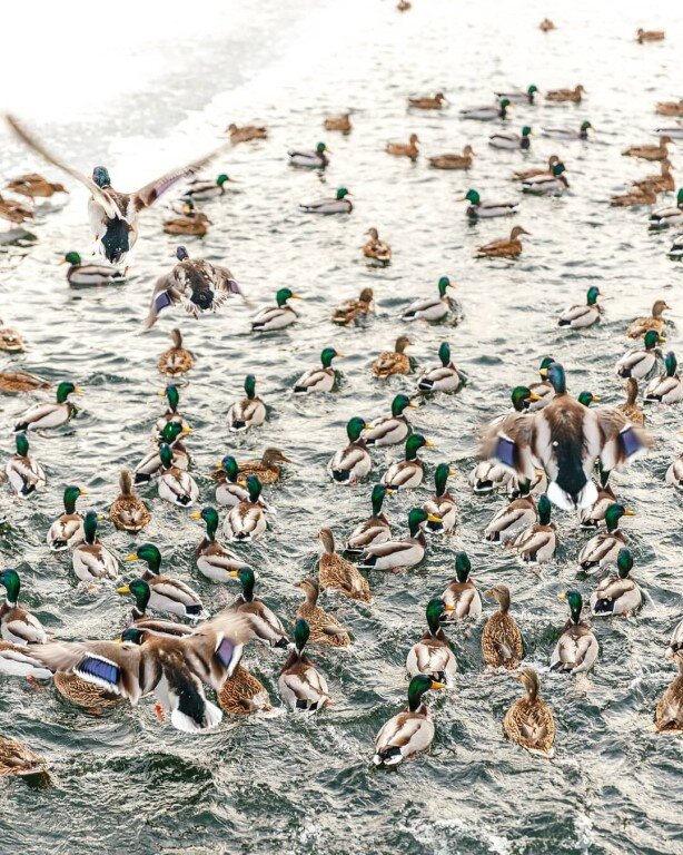 Охотники вспугивали целые стаи уток приютившихся. Охотники вспугивали целые стаи уток приютившихся. Стая уток. Майские косяки уток. Охотники вспугивали целые стаи уток приютившихся.