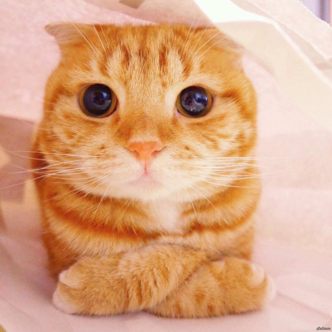 Слушай кот. Внимательный котик. Кот слушает. Внимательно слушающий кот. Кот скрестил лапы