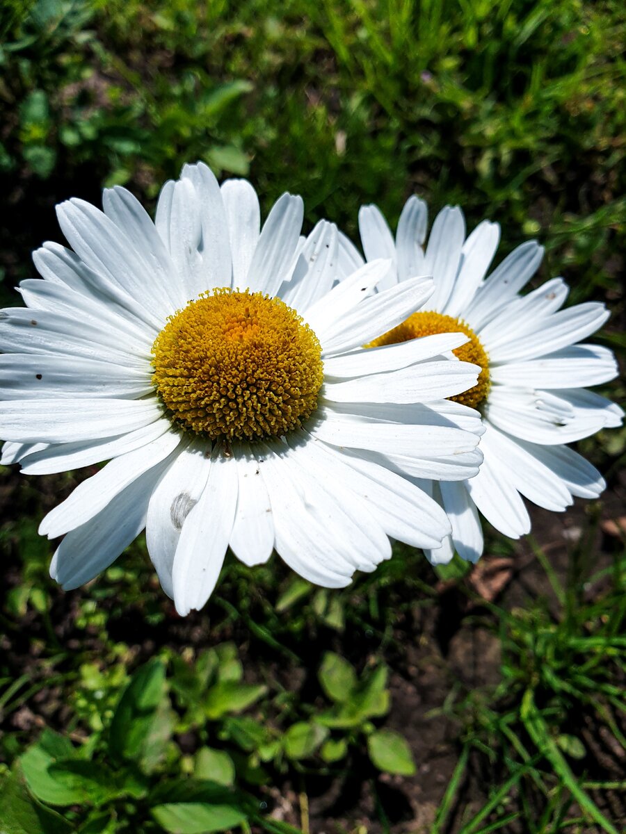 Ромашки 