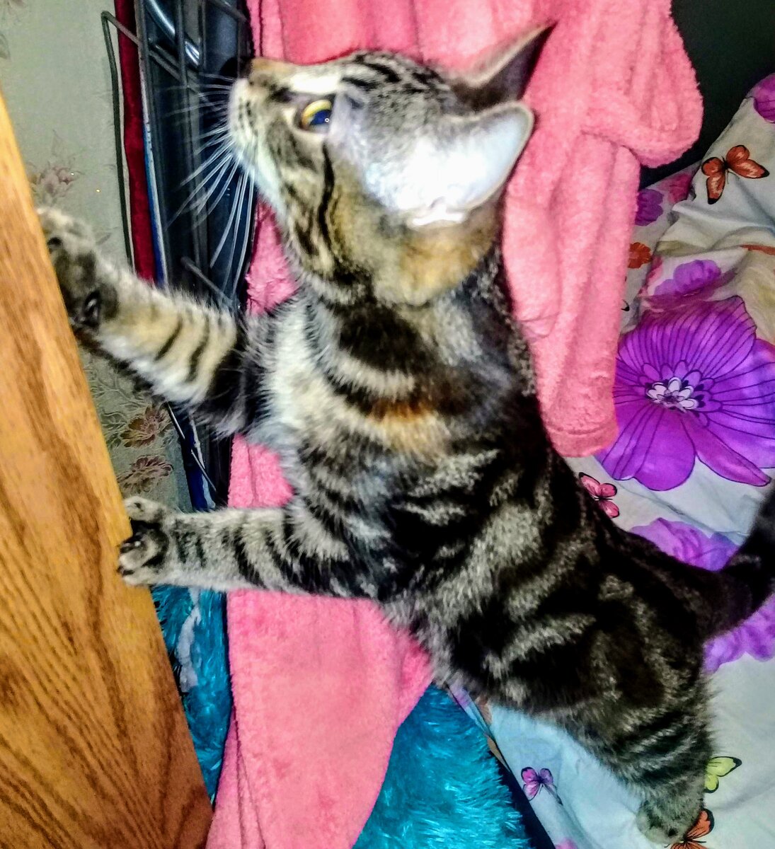 Любопытство. Фото из личного архива. file:///C:/Users/Andre/Desktop/20190414_092320.jpg