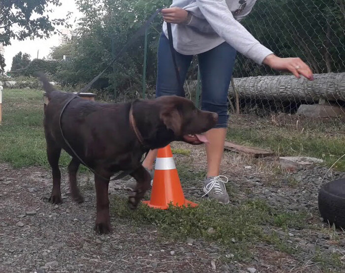 Мы же прилежно учились послушанию!