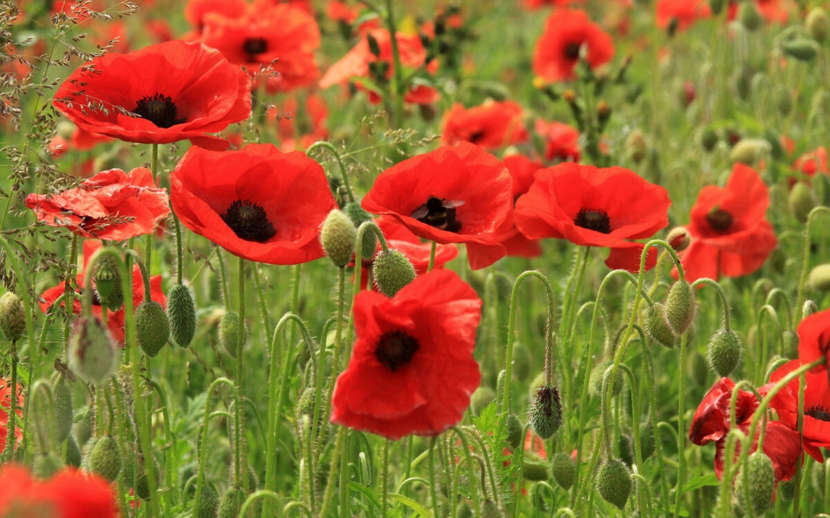 в свободном доступе