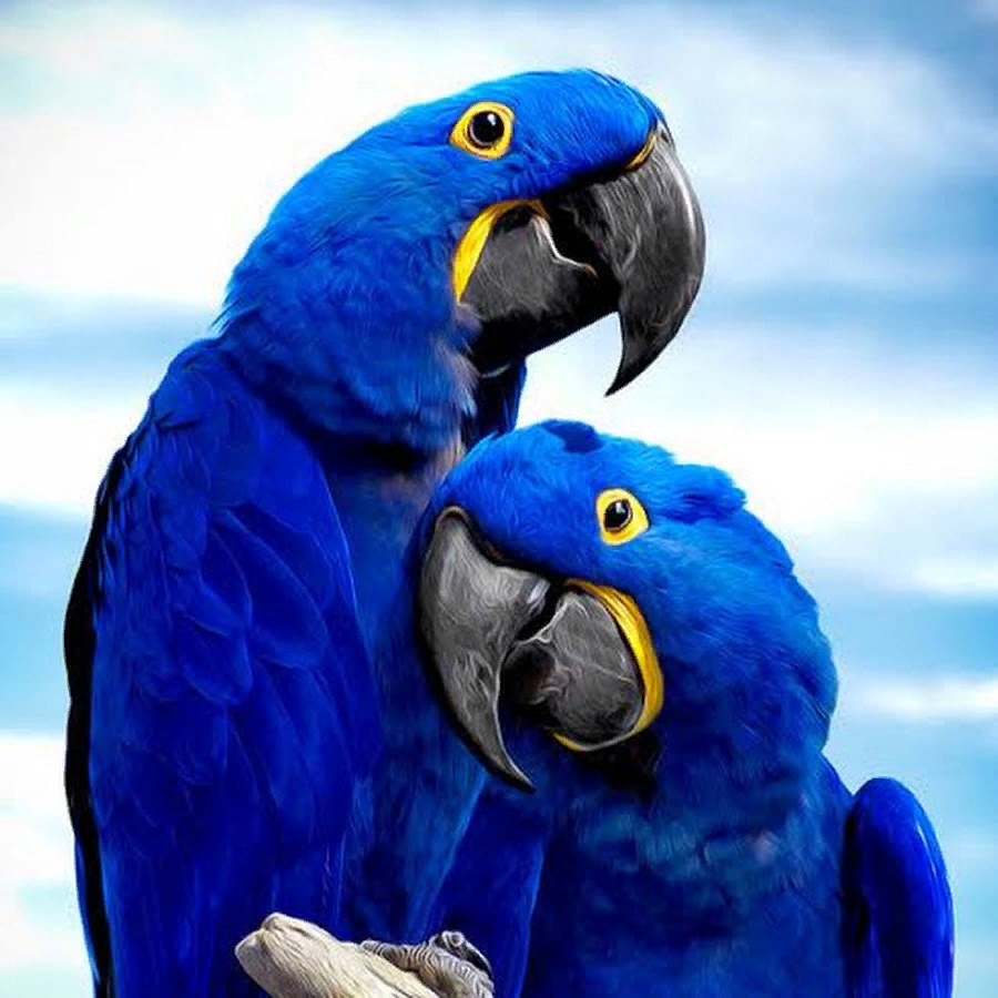 Гиацинтовый ара 