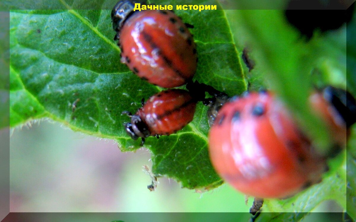 https://vk.com/photo-159774511_457243957